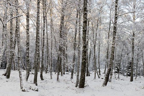 forest woods winterinsweden winter välsta haninge sweden snow
