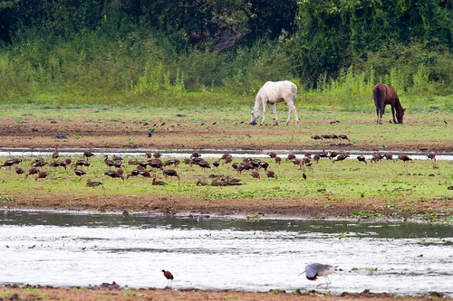 animal bird eau faune lagoon lagune nature oiseau place river riviere water wildlife