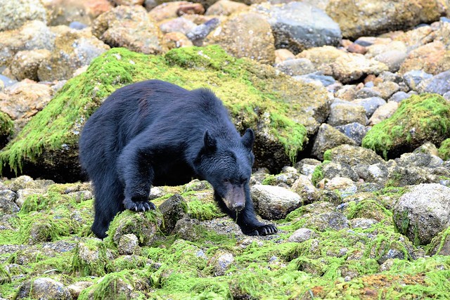 Bear 'crabbing' 2, Ucluelet, Canada