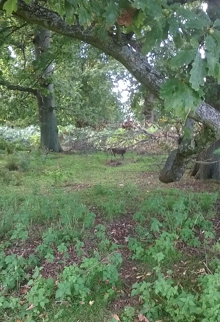 Spotted deer? Knole Park