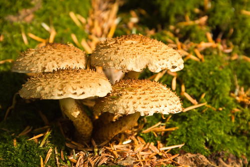 plant nature mushroom woodland garden moss outdoor fungi toadstool saprophyte