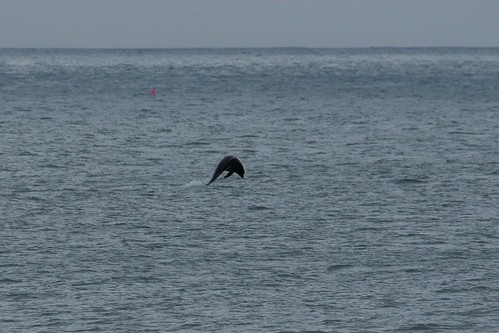 aberdeen dolphins | by walter.innes