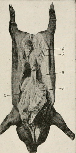 Image from page 291 of "Common diseases of farm animals" (… | Flickr