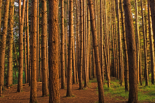 pennsylvania monroecounty austintblakesleenaturalarea poconos hiking trees forest coniferous redpines pinusresinosa nature summer dawn lowlight cc0 publicdomain