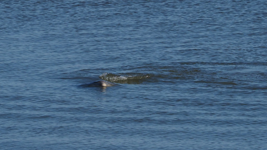 Bottlenose Dolphin | OLYMPUS DIGITAL CAMERA | carlinsc | Flickr