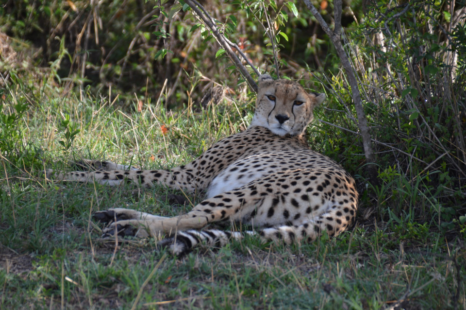 Cheetah resting in the shade | mtnr98 | Flickr
