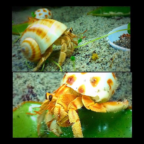 They are all up!!! All 15 of them!!!  - - #hermie #hermit #hermies #hermitcrab #hermitcrabs #hermitcrabsofinstagram #instacrab #instapet #crab #crabs #crabitat #crabsofinstagram #pet #pets #petsagram #petsofinstagram #molt #active #cute #shell | by seriouslypinkps4