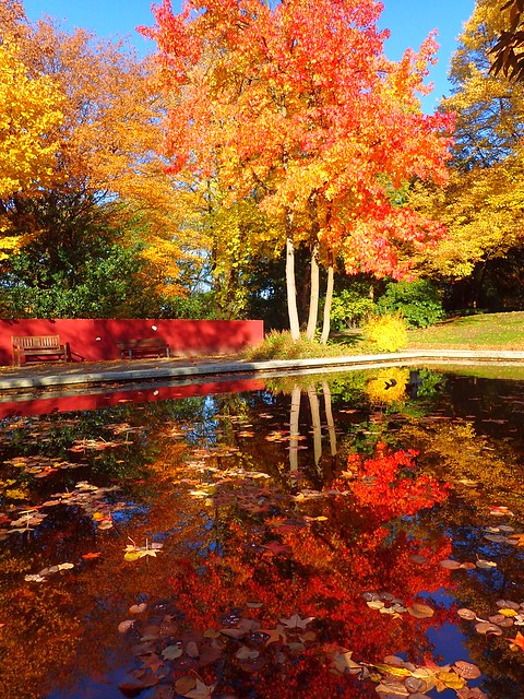 Reflections of autumn colors