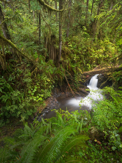 Willaby Creek Falls During Rain, Quinault Rainforest