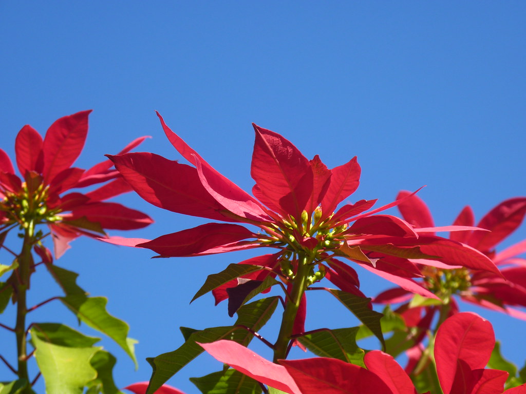 Stella Di Natale Tossica.Taormina Stella Di Natale Siciliana L Euphorbia Pulcherr Flickr