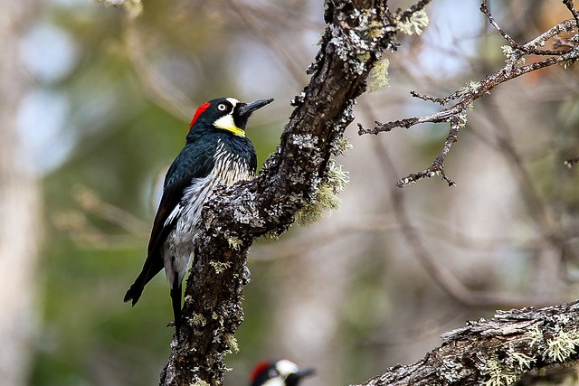 Acorn Woodpecker - another view