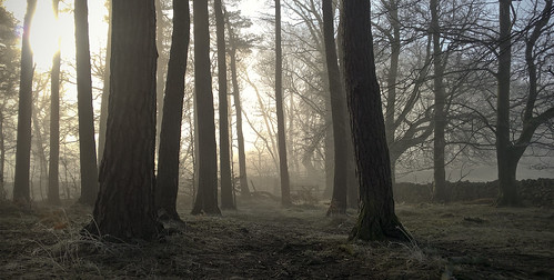 trees tree woodland woods mist landscape northumberland hexham