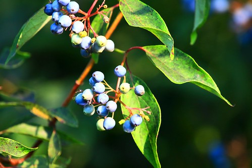 county berries cardinal reis iowa larry marsh dogwood redosier winneshiek