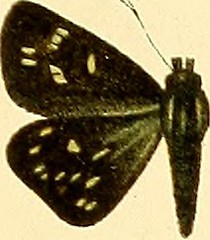 Image from page 166 of 
