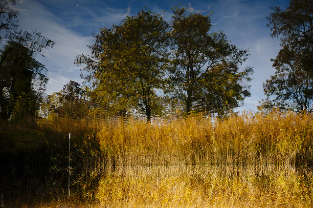 Riffled Tree °312/365