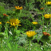 Flickr photo 'J20150827-0012—Grindelia stricta var  platyphylla—RPBG' by: John Rusk.