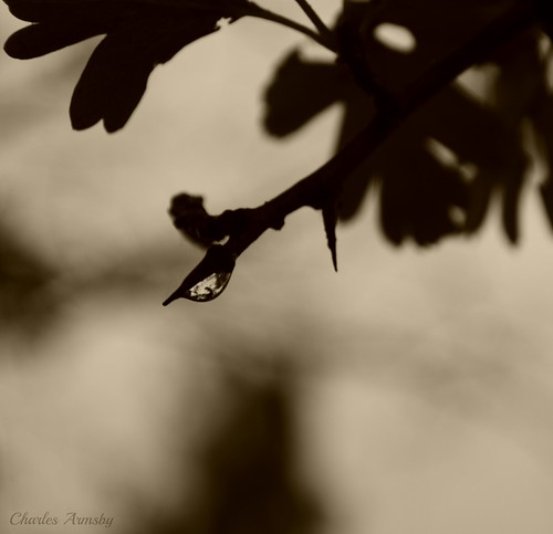 Hawthorn drop | by Years in Monochrome
