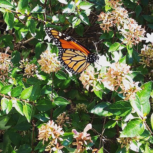 Monarchs on Chapel Drive! #DukeFall Photo credit: @thepintester