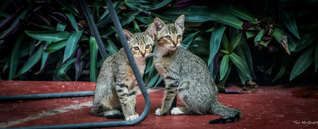 2015 - MEXICO - Chiapa de Corzo - Frisky Fixated Felines