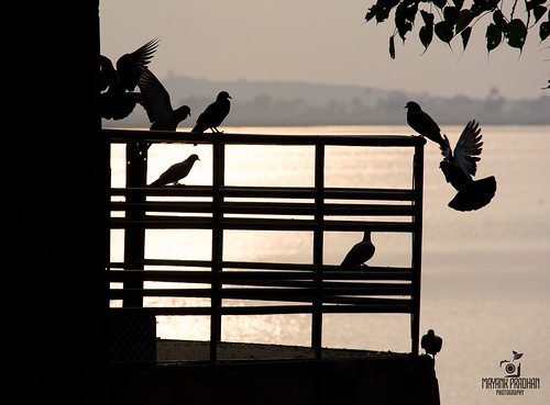 Shadows | by Mayank Pradhan