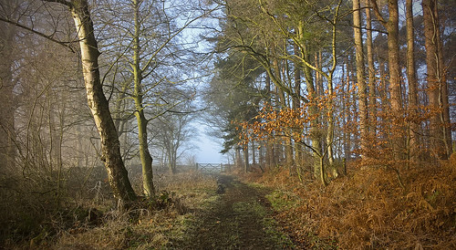 trees tree woodland woods winter colour mobile mist