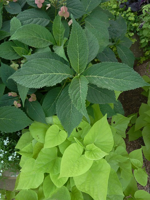 Lisle, IL, Morton Arboretum, Hydrangea Foliage and Lighter Green Plant
