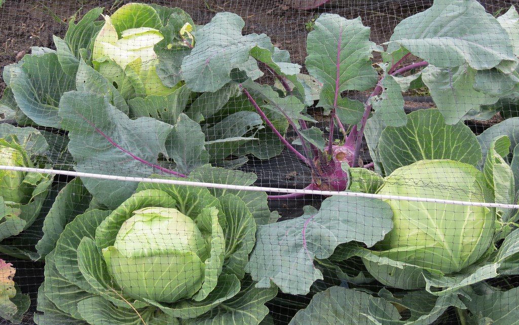 Cabbages and Kohl rabi