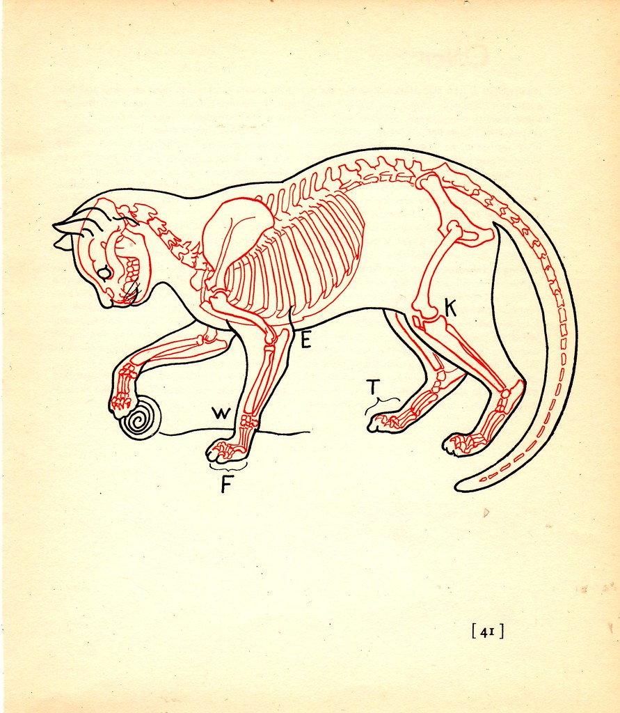 Cat Skeleton | Circa 1940s animal anatomy illustrations. Pur… | Flickr