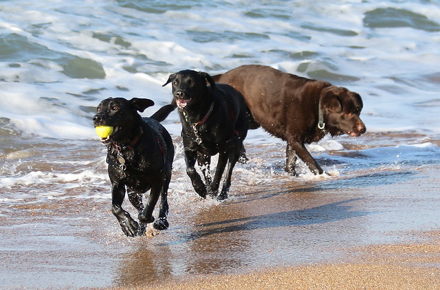 Bramble, Ziva and Coco, Hive Beach, Burton Bradstock, Dorset