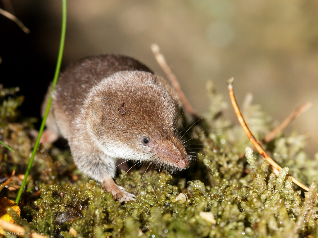 Shrew on Moss