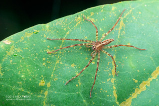 Huntsman spider (Heteropoda sp.) - DSC_7223