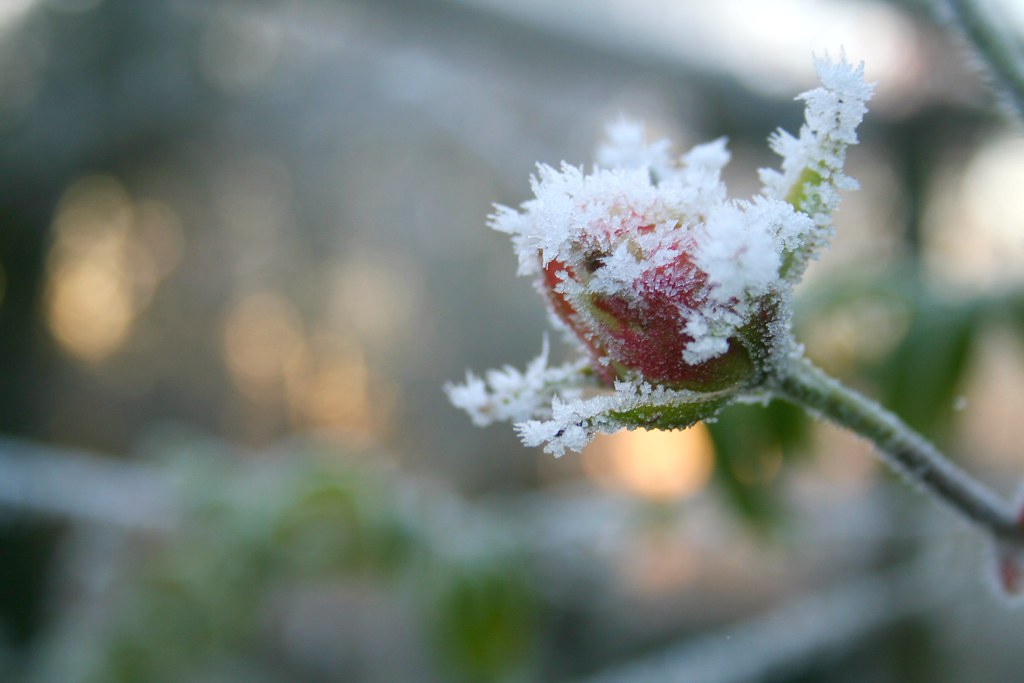 Frozen Rose | rachelvane-stobbs | Flickr