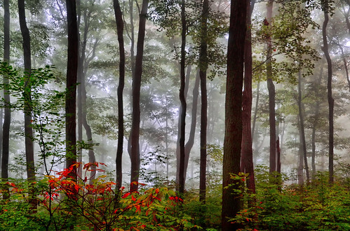 autumn mist ontario canada mood can foliage conservationarea brucetrail burlingtonnorth flickrstruereflection1 flickrstruereflection2 flickrstruereflection3 flickrstruereflection4 nemomountain