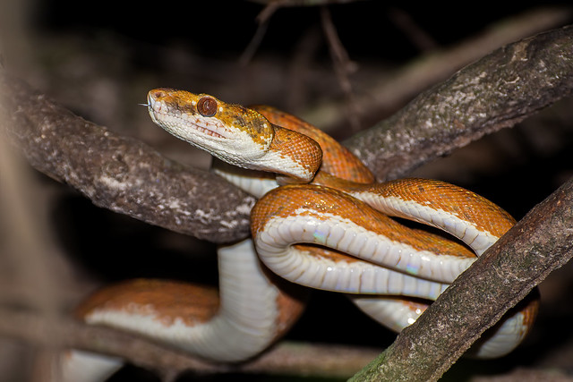 Suaçubóia (Corallus hortulanus)