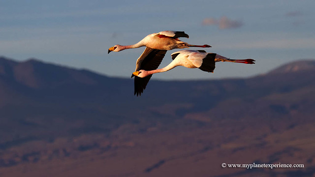 Flamingos in flight over Andes - Chile