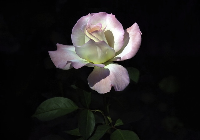 Secret Rose in the Garden - D2X-10-05-13DSC_9207_10094