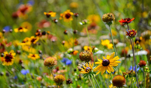 museumoftheshenandoahvalley 901amherststreet winchester virginia va museum art garden park color green brown white red pink yellow orange purple natural light meadow wildflower greenspace plants leaves flowers landscape scenic outdoors sunlight blue colorful depth dof field