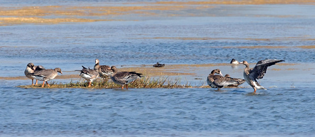 Greater White-fronted Goose (Anser albifrons frontalis)