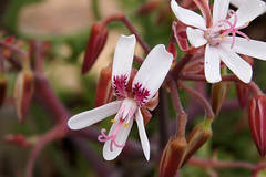 Pelargonium crithmifolium in habitat