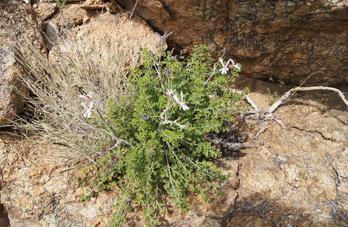 Pelargonium dasyphyllum