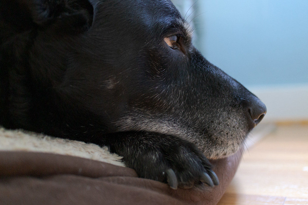 A close-up of our dog Ellie resting on her dog bed with her head on her paw in July 2013