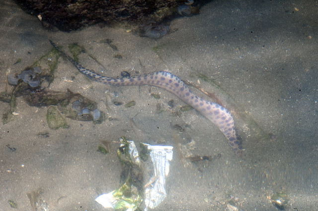 Brown-spotted moray eel (Gymnothorax reevesii)
