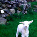 			<p><a href="https://www.flickr.com/people/moonjazz/">John William Hammond</a> posted a photo:</p>
	
<p><a href="https://www.flickr.com/photos/moonjazz/1154370876/" title="Irish Lamb"><img src="https://live.staticflickr.com/65535/1154370876_b77dfb28c3_m.jpg" width="147" height="240" alt="Irish Lamb" /></a></p>

<p>Scanned from older slide, what a cutie. I was lucky to visit a farm in Ireland during the spring and my guests took me to see these lovely lambs.<br />
<a href="https://flic.kr/p/2gv6uaq" rel="noreferrer nofollow">flic.kr/p/2gv6uaq</a><br />
<br />
PS : Ask Spotify, Sir, Alexa and Amazon to play songs by<br />
JOHN WILLIAM HAMMOND (use all 3 names) You will ENJOY!</p>

