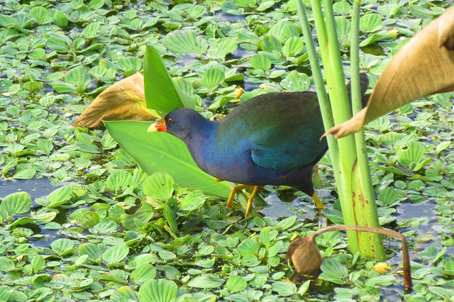 Purple Galinule Florida
