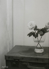 Monochrome Rose by Noël Café