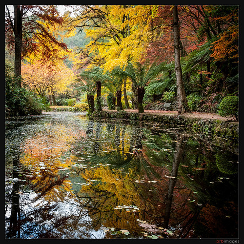 autumn lake fall leaves garden australia melbourne victoria prbimages