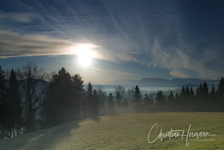morning mood, Altishoferwald, Switzerland
