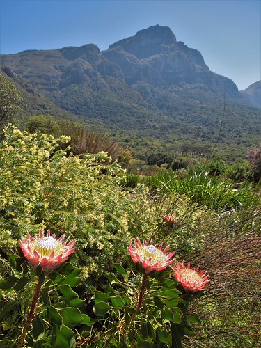 Cape Town