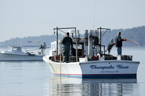 Hand tonging for oysters on the Choptank River in Talbot County, Maryland | by chesbayprogram