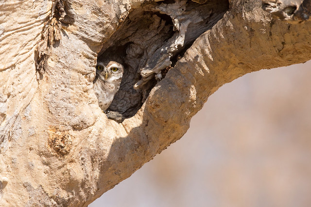 Spotted Owlet (Athene brama brama)